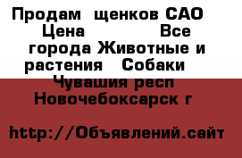 Продам ,щенков САО. › Цена ­ 30 000 - Все города Животные и растения » Собаки   . Чувашия респ.,Новочебоксарск г.